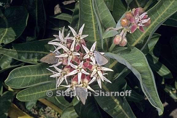 asclepias speciosa 3 graphic